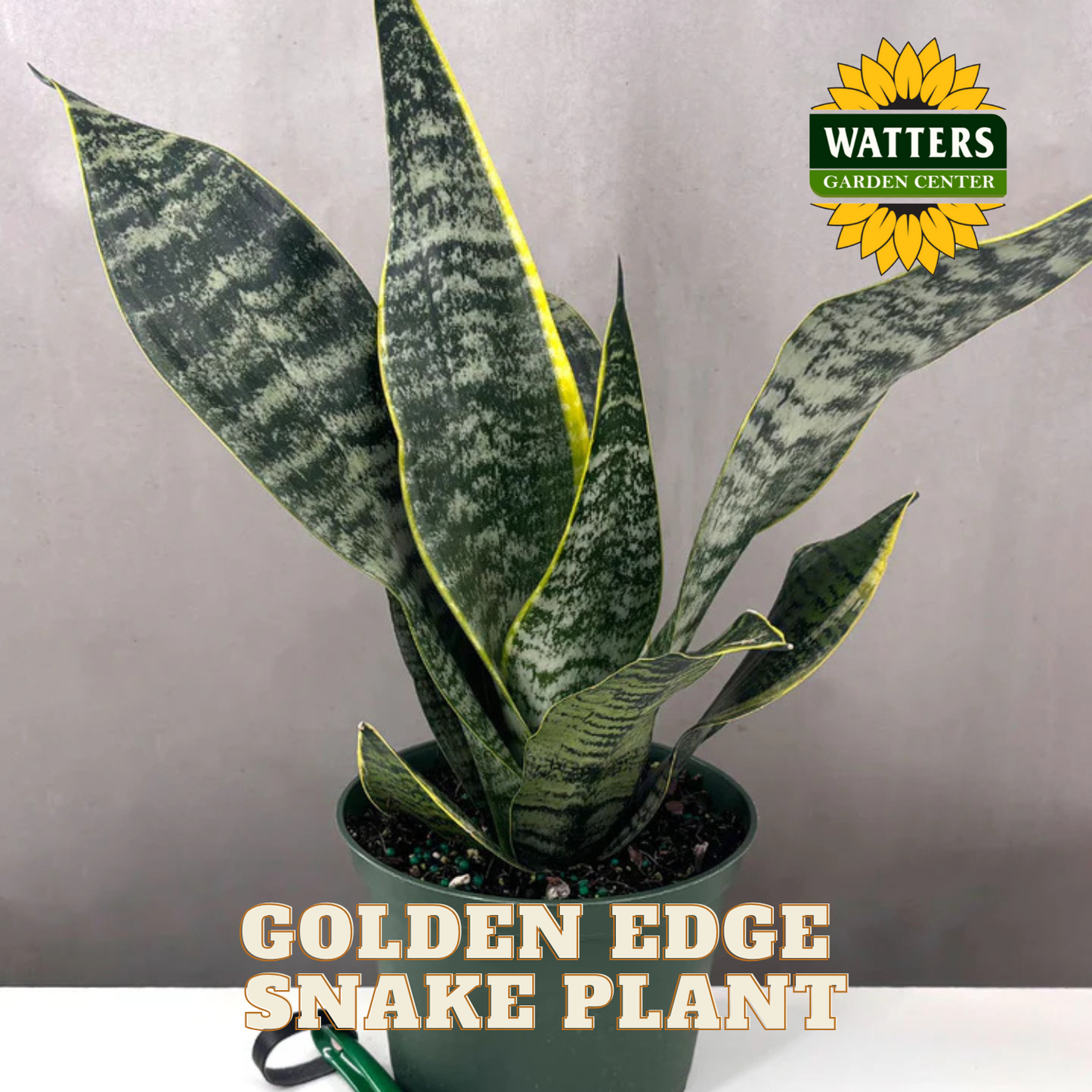 Potted Golden Edge Snake Plant with Watters Garden Center logo on a gray background