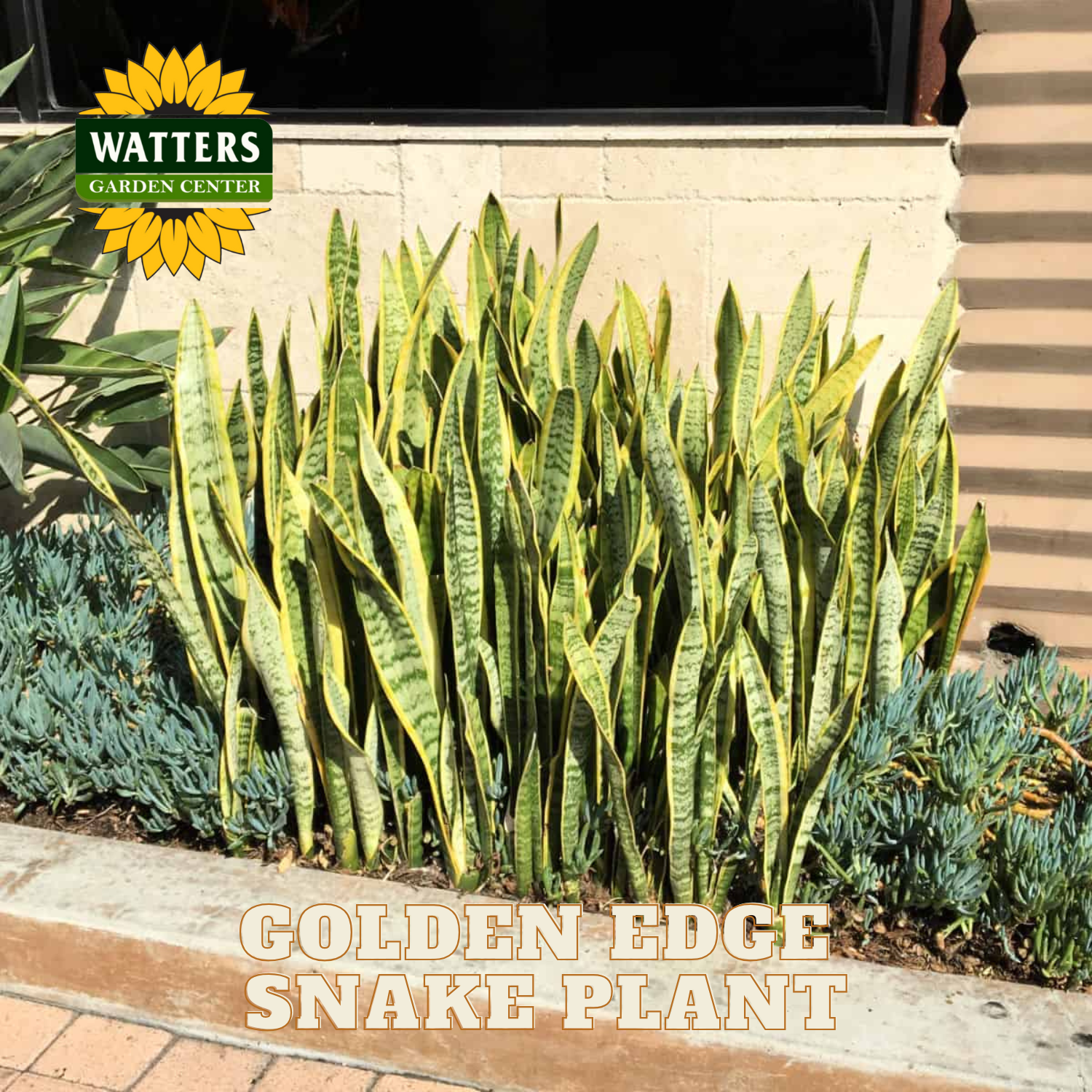 Golden edge snake plant in a garden setting with Watters Garden Center branding.