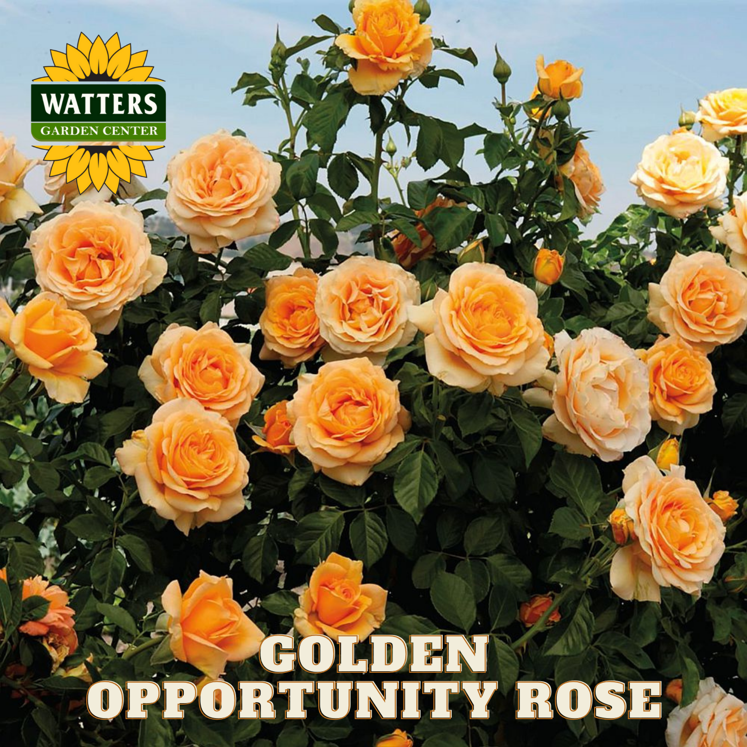 Bouquet of orange roses with 'Watters Garden Center' logo and 'Golden Opportunity Rose' text.