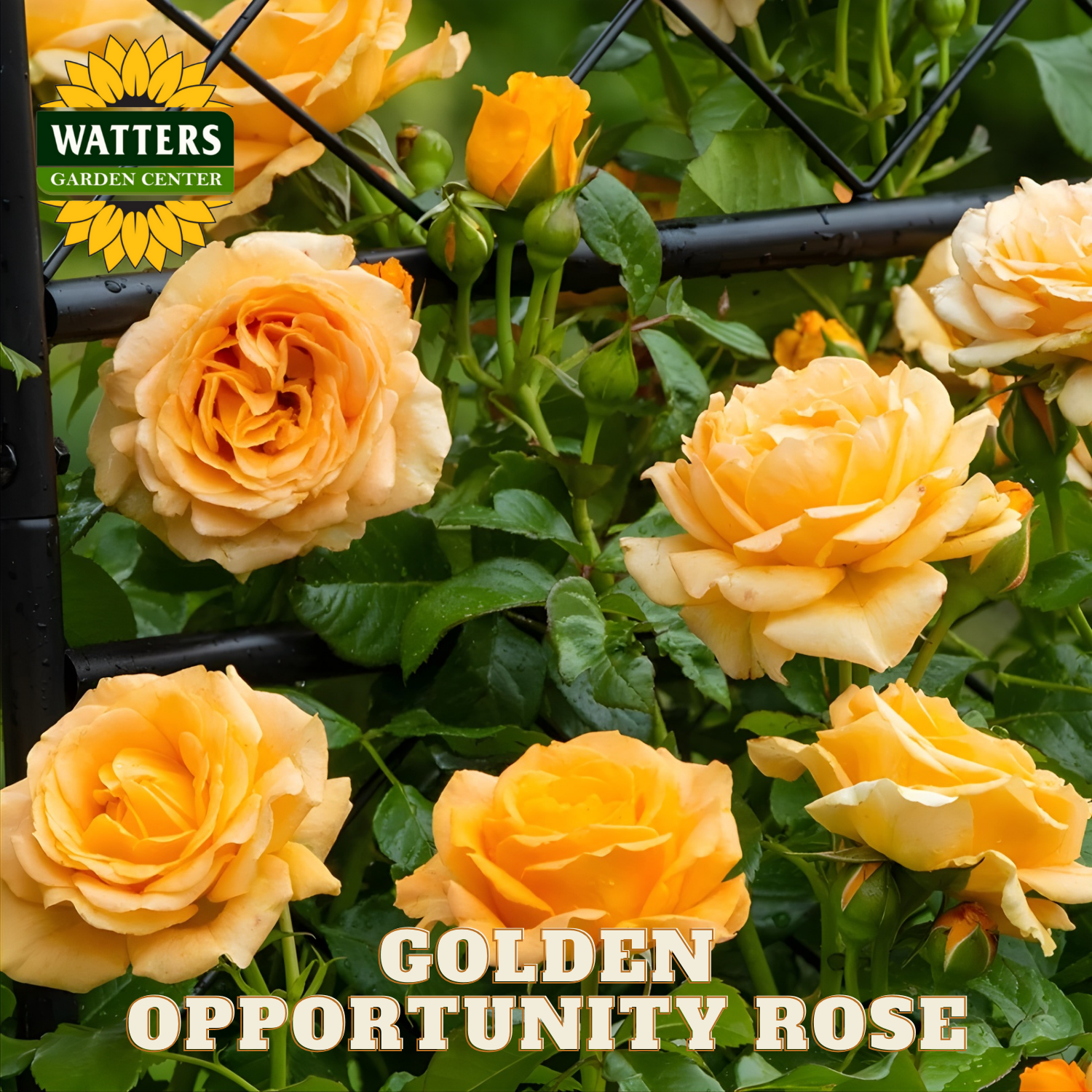 Yellow roses with green leaves on a black metal fence, featuring Watters Garden Center branding.