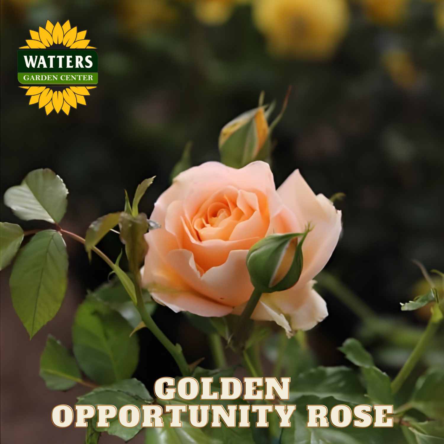 Pink rose with 'Watters Garden Center' logo and 'Golden Opportunity Rose' text.
