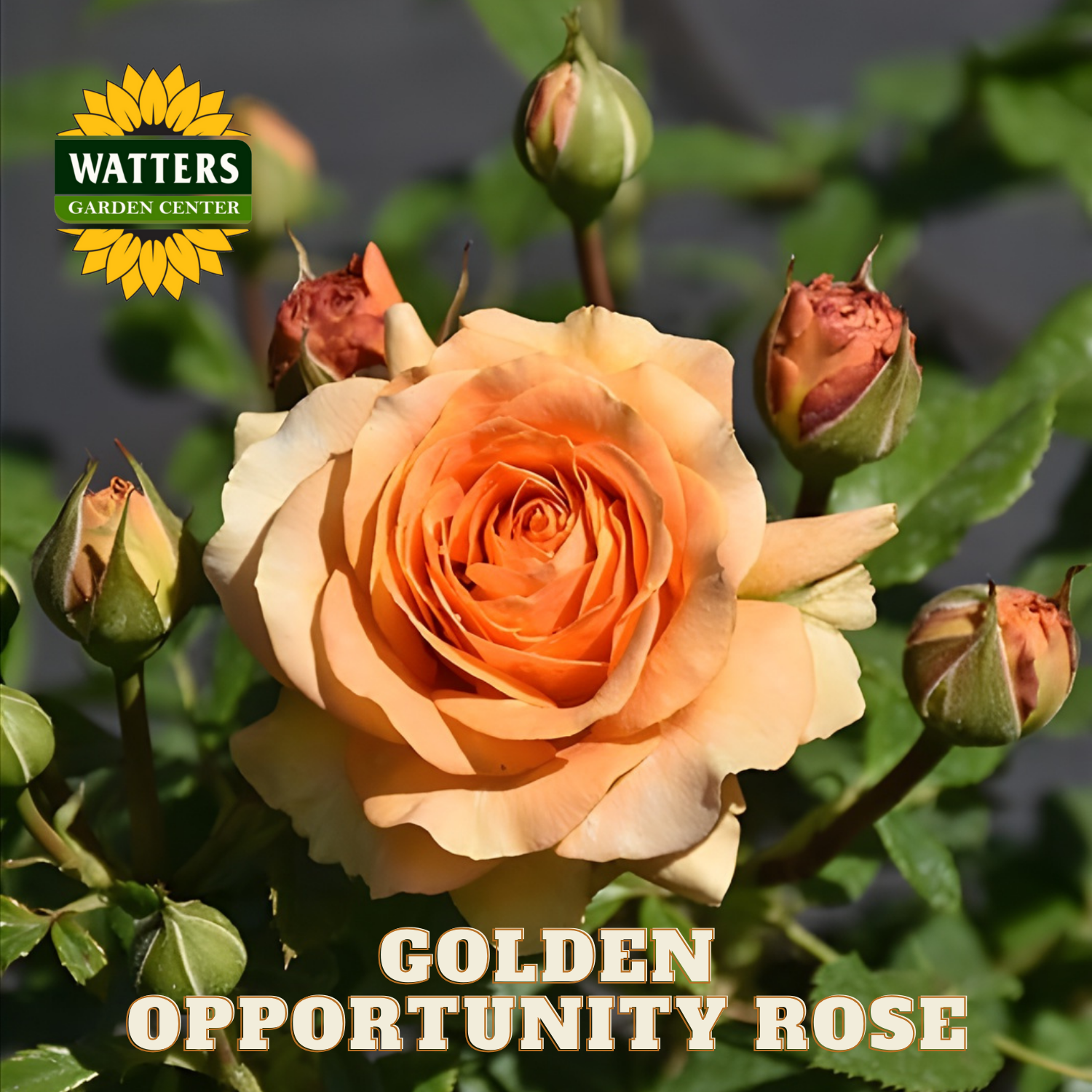 Orange rose with buds on a green background, featuring Watters Garden Center logo.