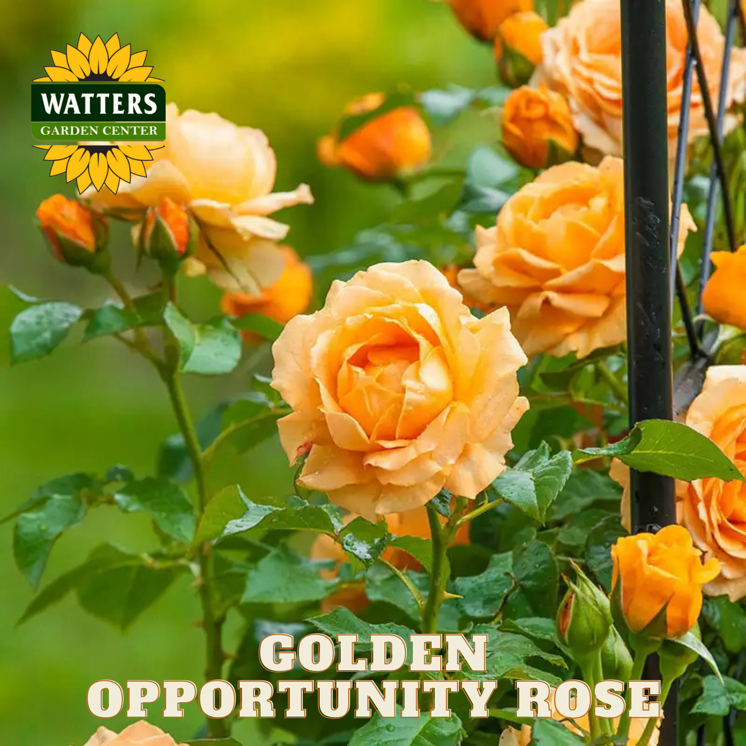 Orange roses with 'Watters Garden Center' logo and 'Golden Opportunity Rose' text.