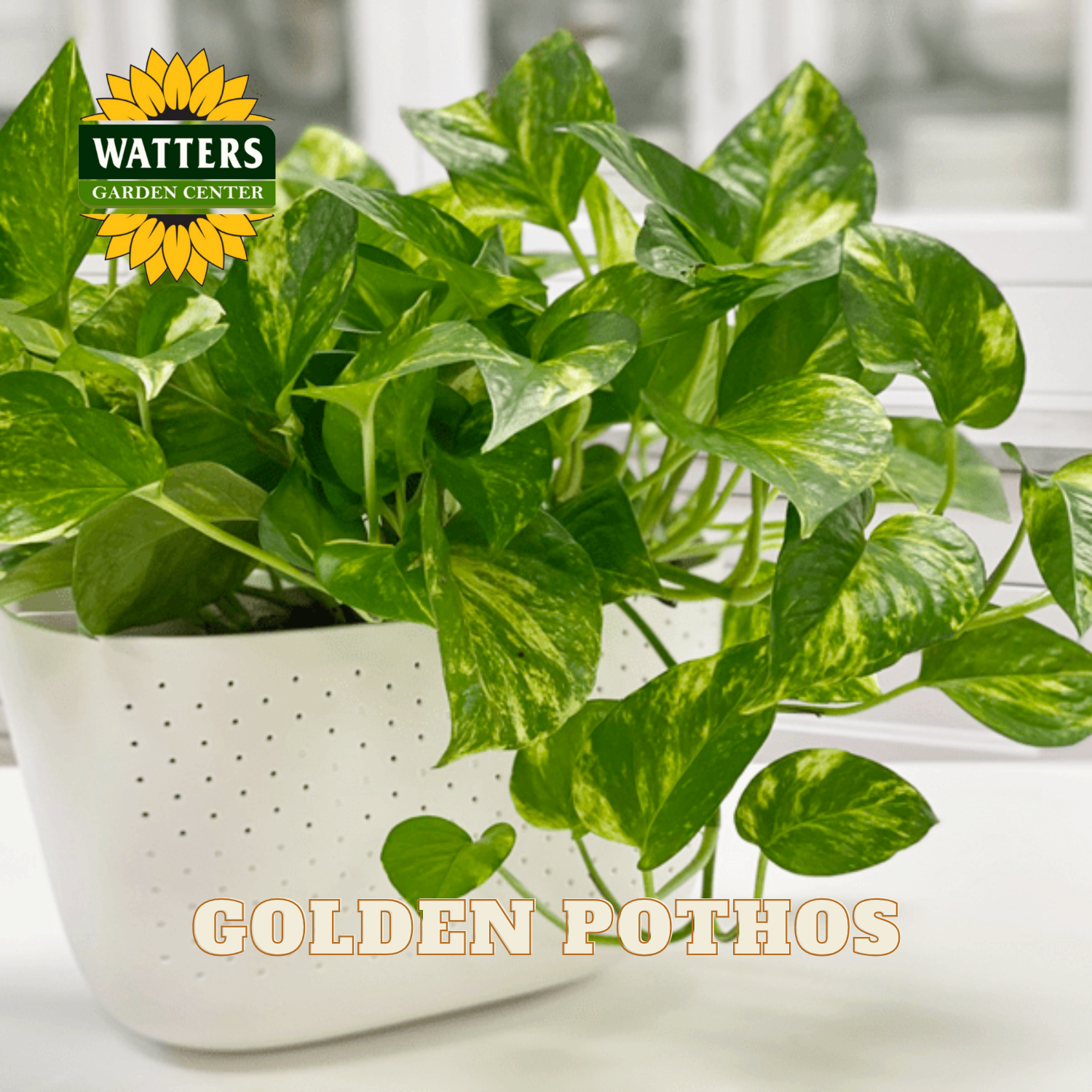 Potted Golden Pothos plant with Watters Garden Center logo.