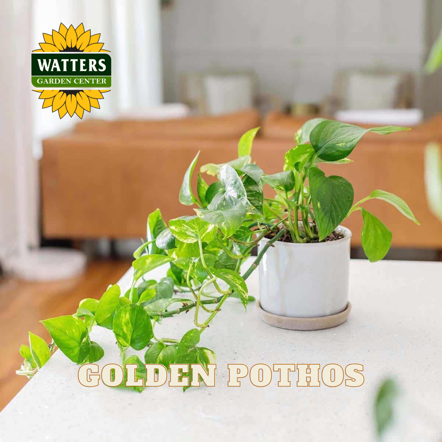 Potted Golden Pothos plant on a table with Watters Garden Center logo.