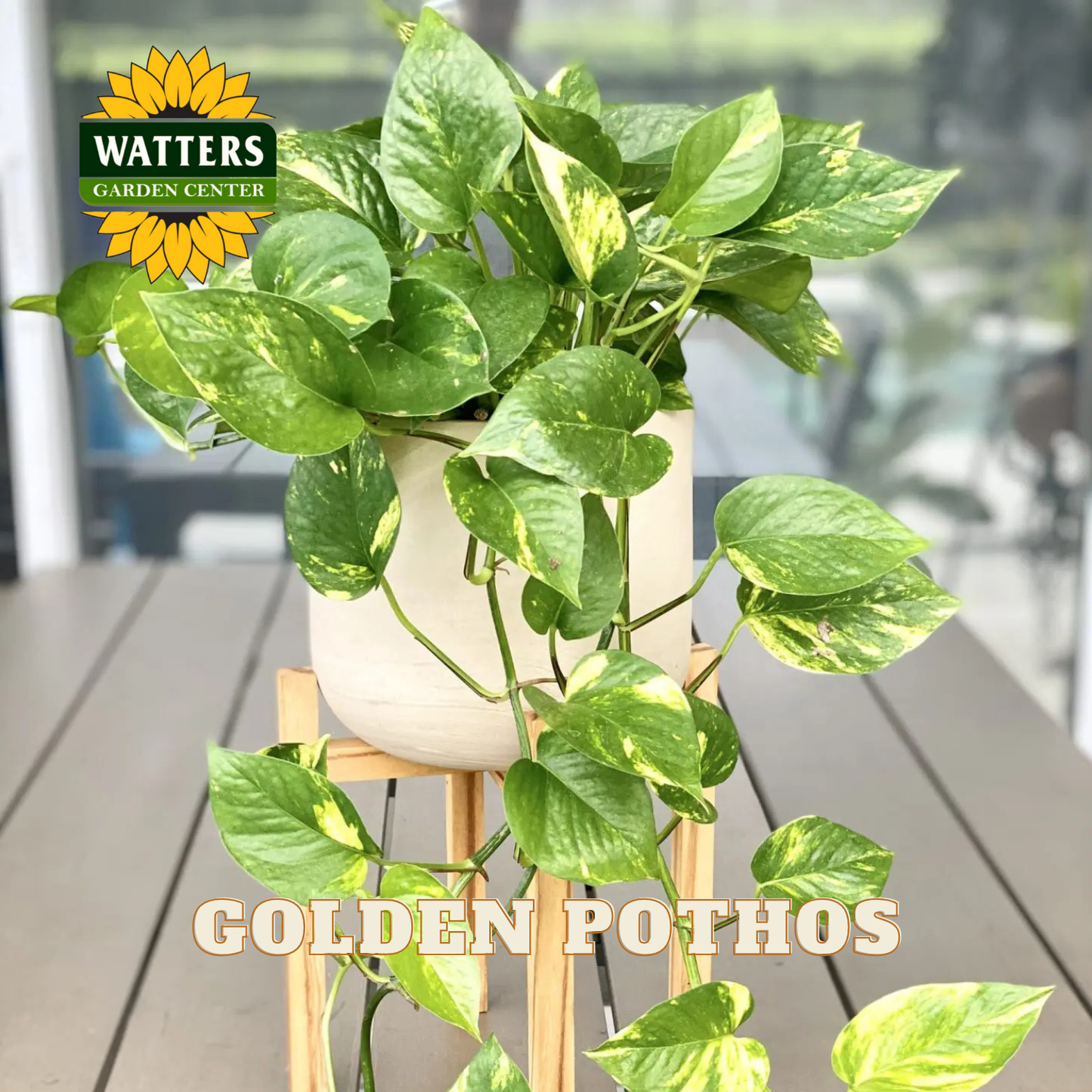 Potted Golden Pothos plant on a wooden surface with Watters Garden Center branding.