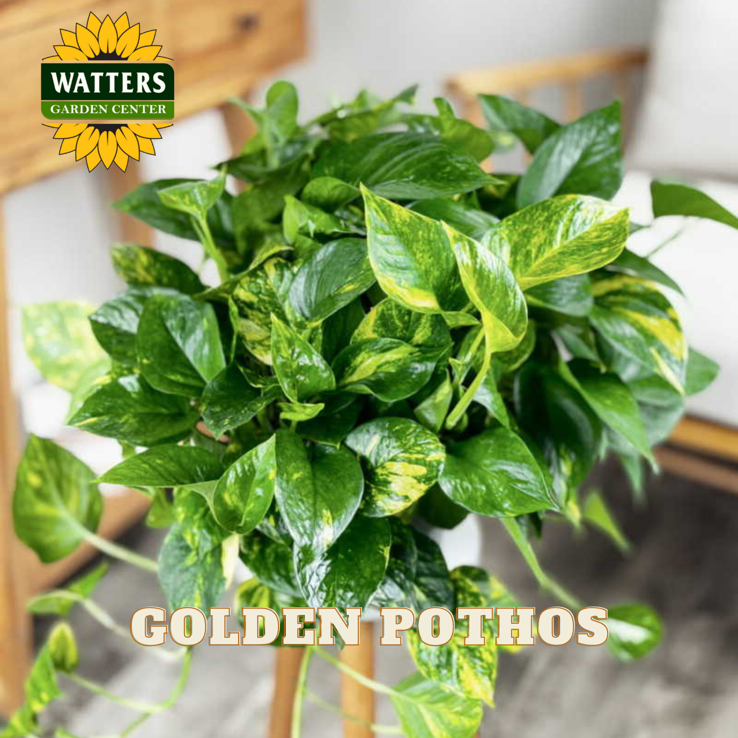 Potted Golden Pothos plant with Watters Garden Center branding.