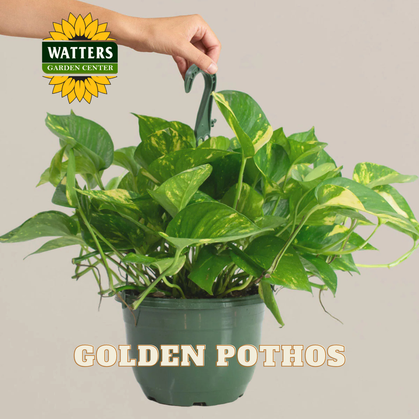 Potted Golden Pothos plant with a hand holding a stake, branded by Watters Garden Center.