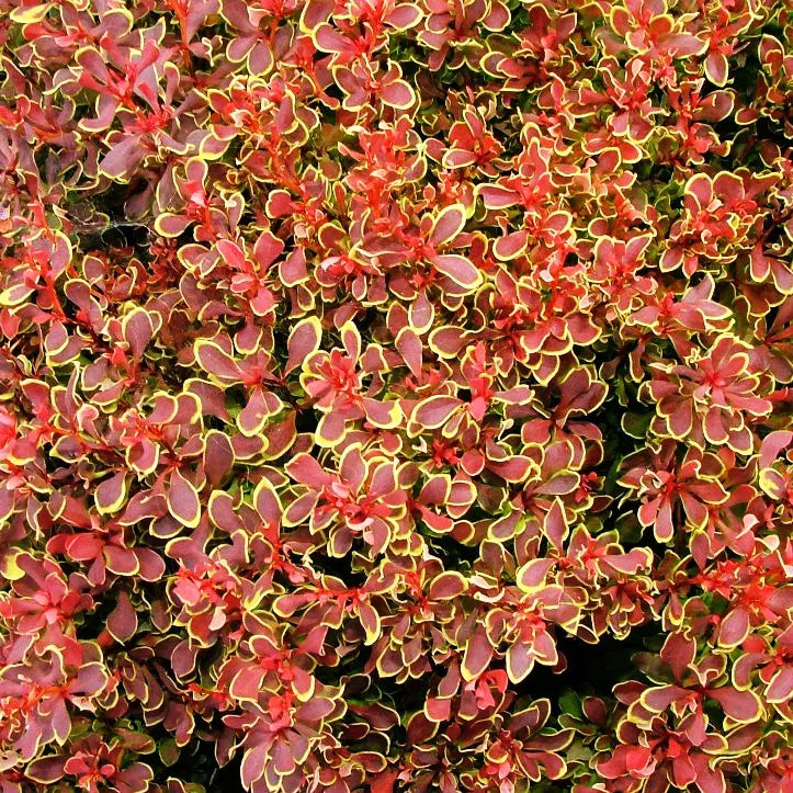GOLDEN RUBY BARBERRY 2gal