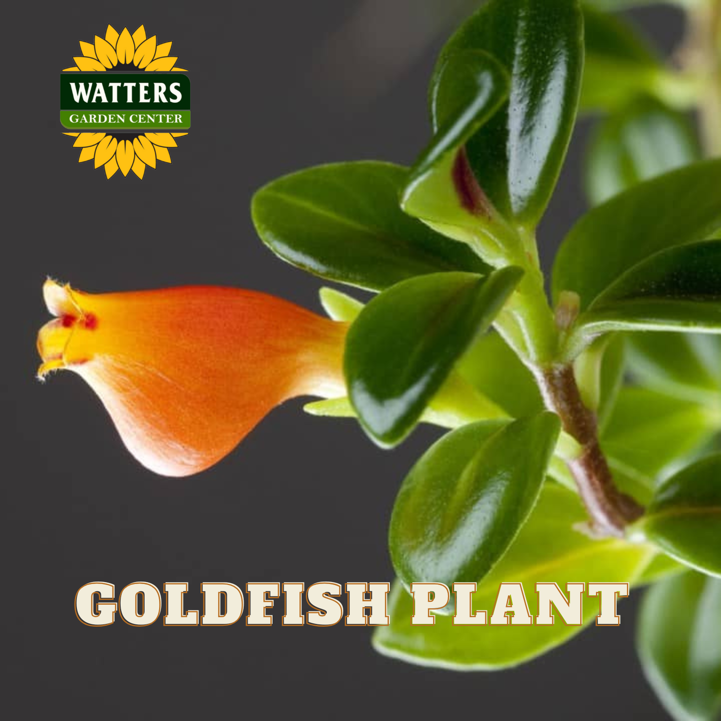 GOLDFISH 6 in