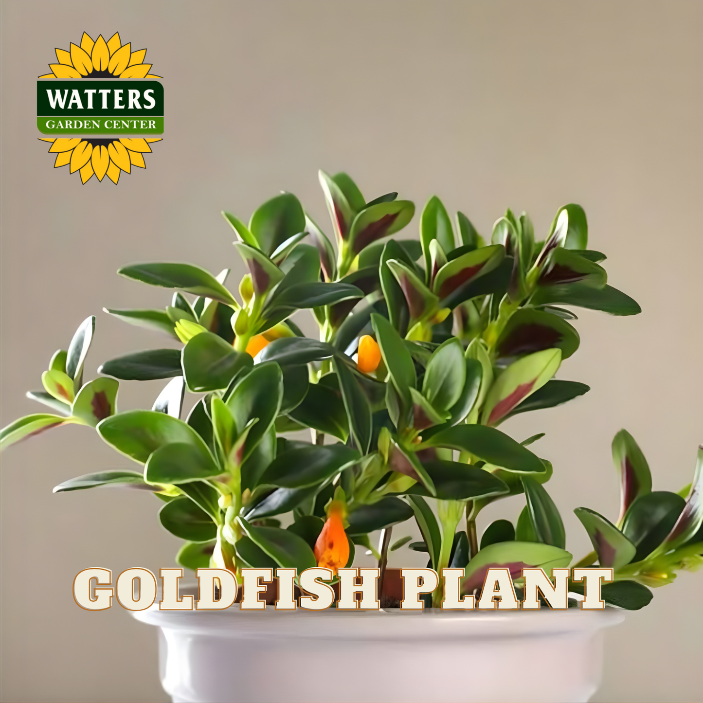 GOLDFISH 6 in