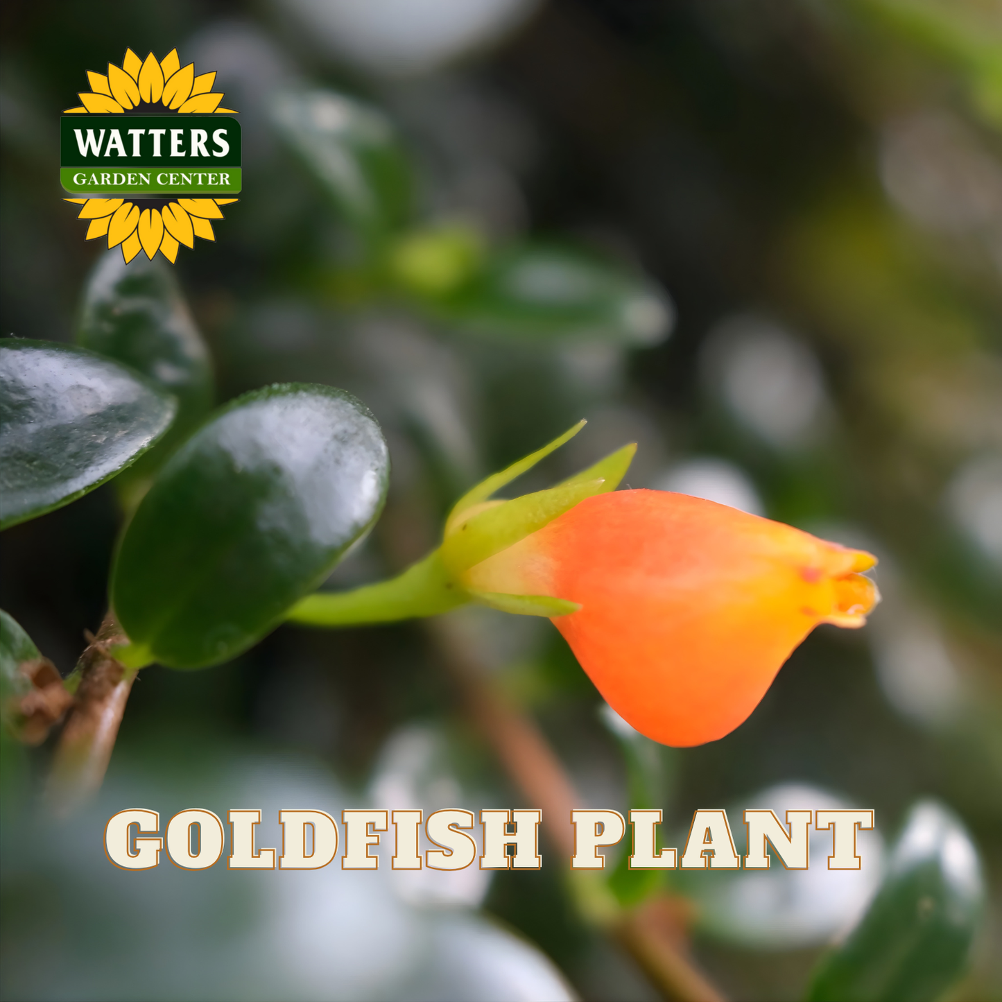 GOLDFISH 6 in