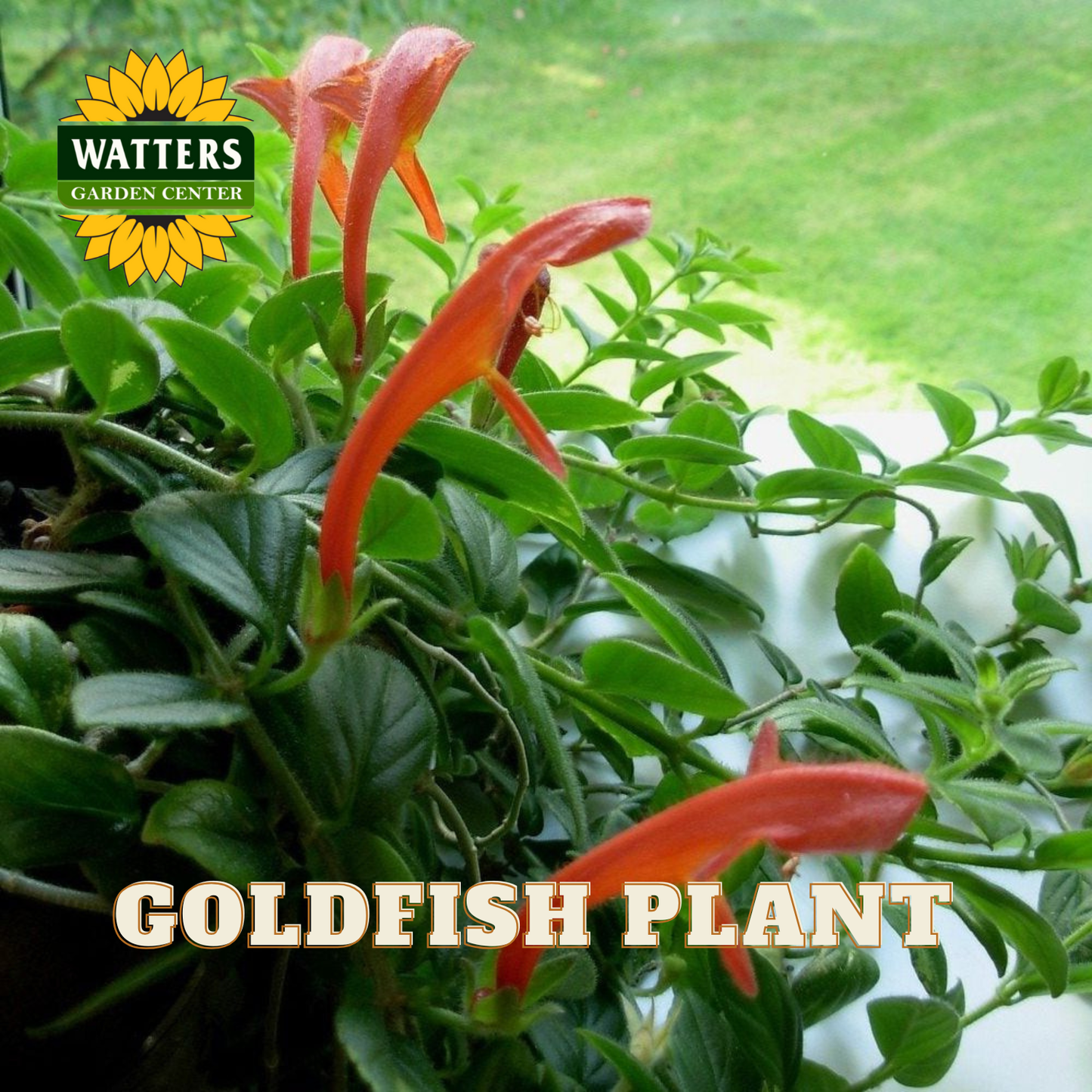 GOLDFISH 6 in