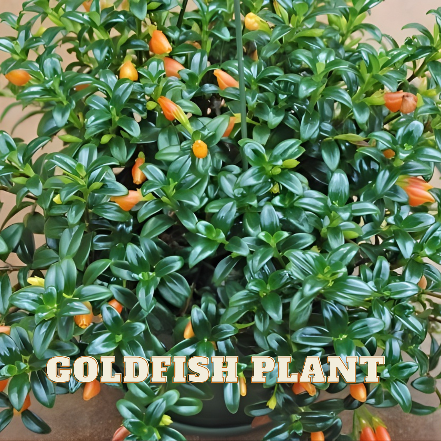 GOLDFISH 6 in