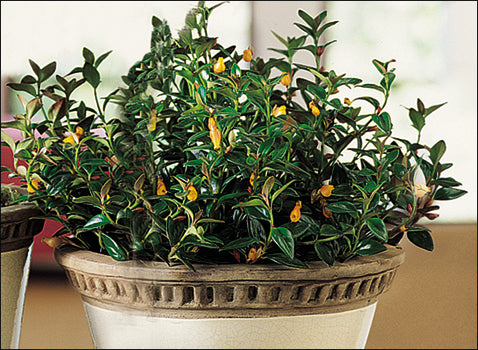 BLACK GOLDFISH PLANT 6in HANGING
