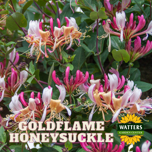 GOLDFLAME HONEYSUCKLE 2gal