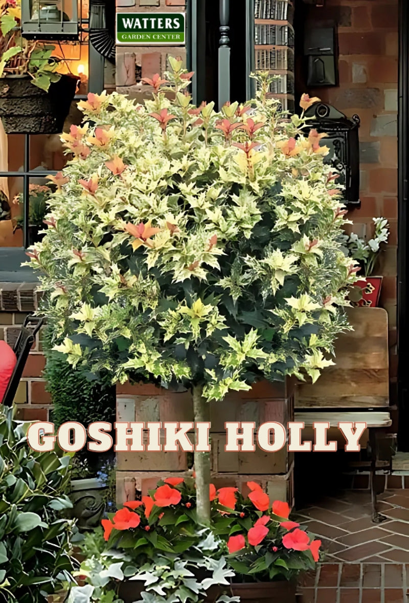 GOSHIKI HOLLY 3gal