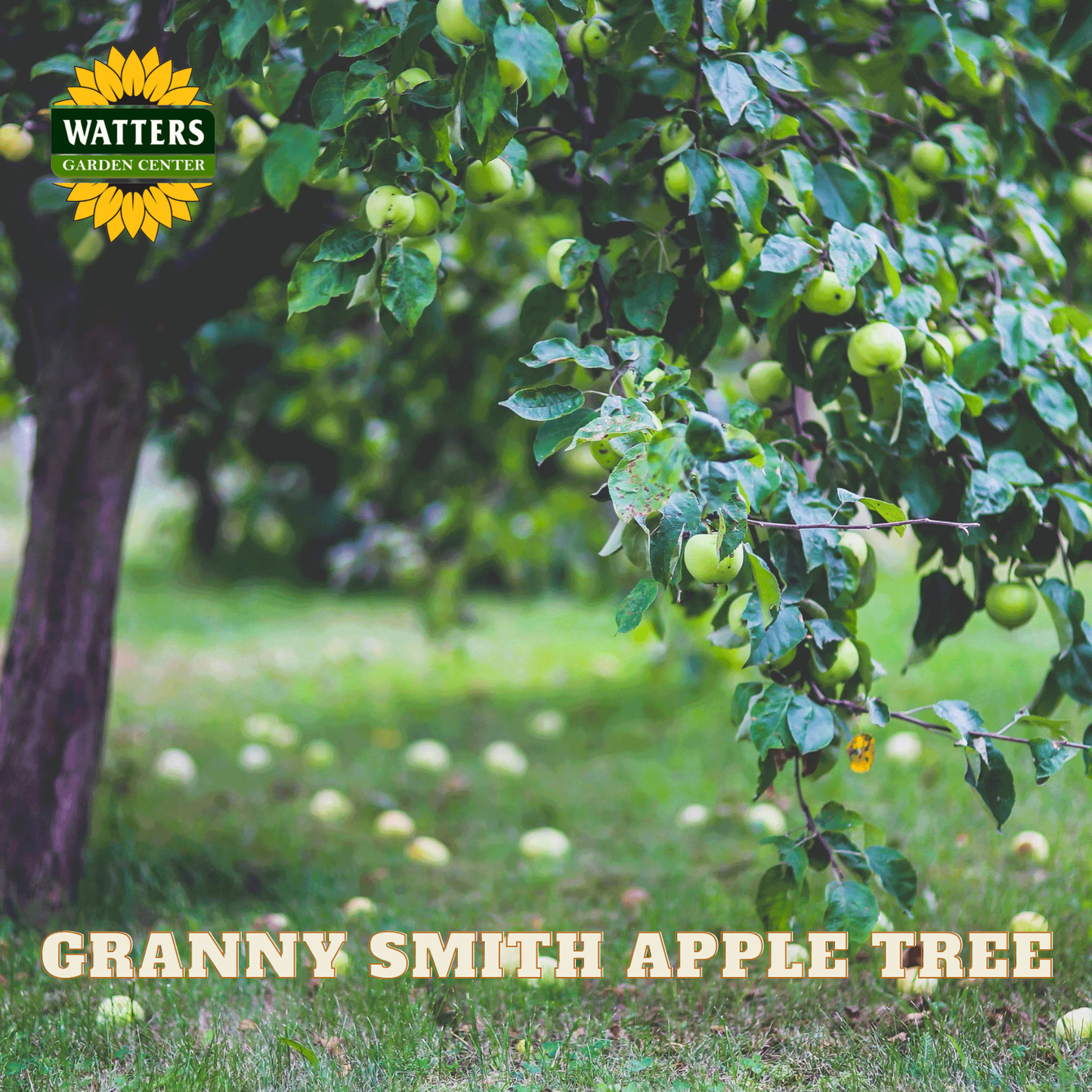 Granny Smith apple tree with apples in an orchard, featuring Watters Garden Center logo.