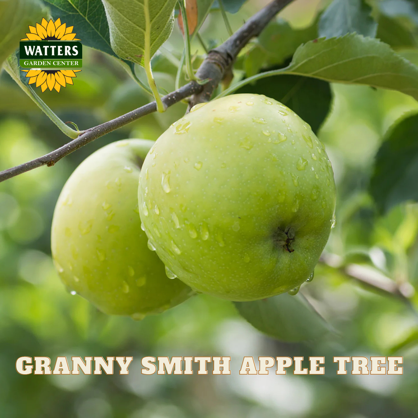 Two green Granny Smith apples on a branch with Watters Garden Center logo.