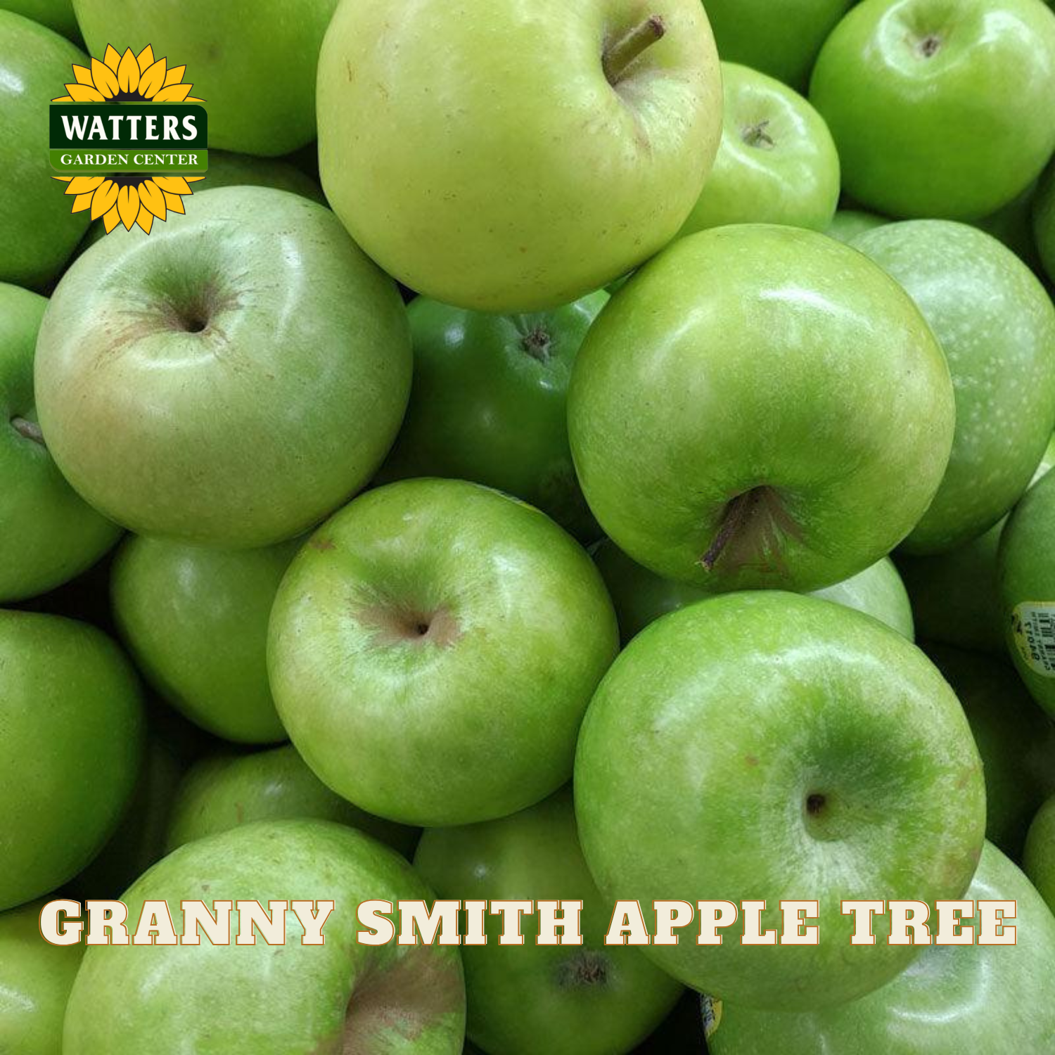 Granny Smith apples with Watters Garden Center logo