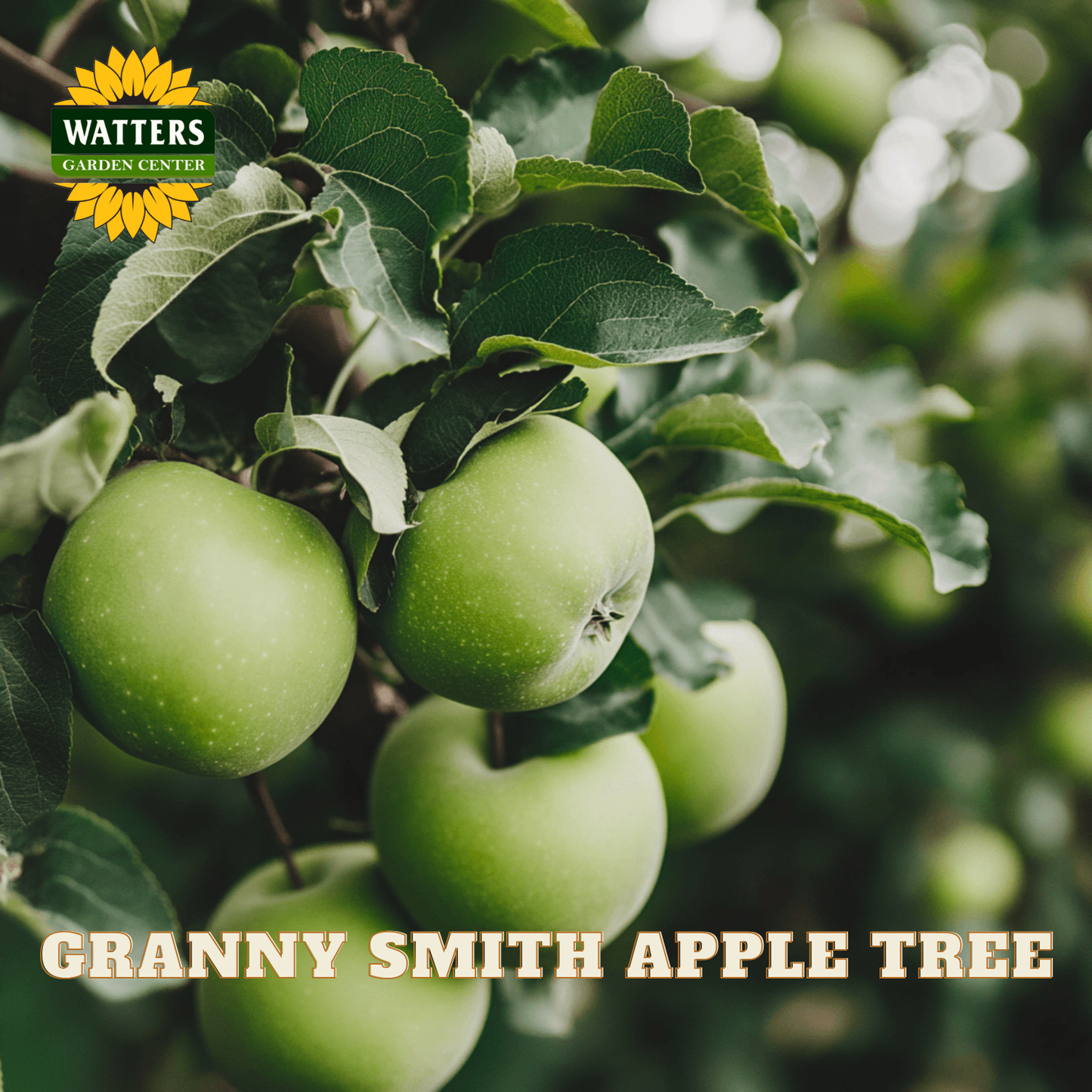 Green Granny Smith apples on a tree branch with Watters Garden Center logo.