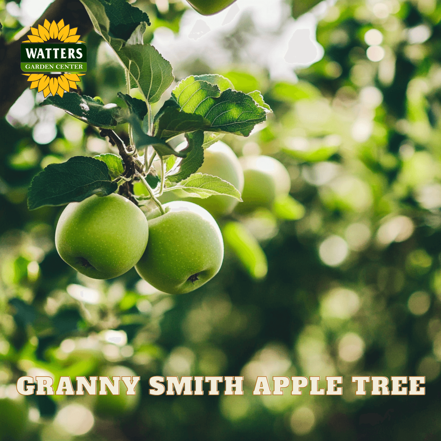 Green Granny Smith apples on a tree branch with Watters Garden Center logo.