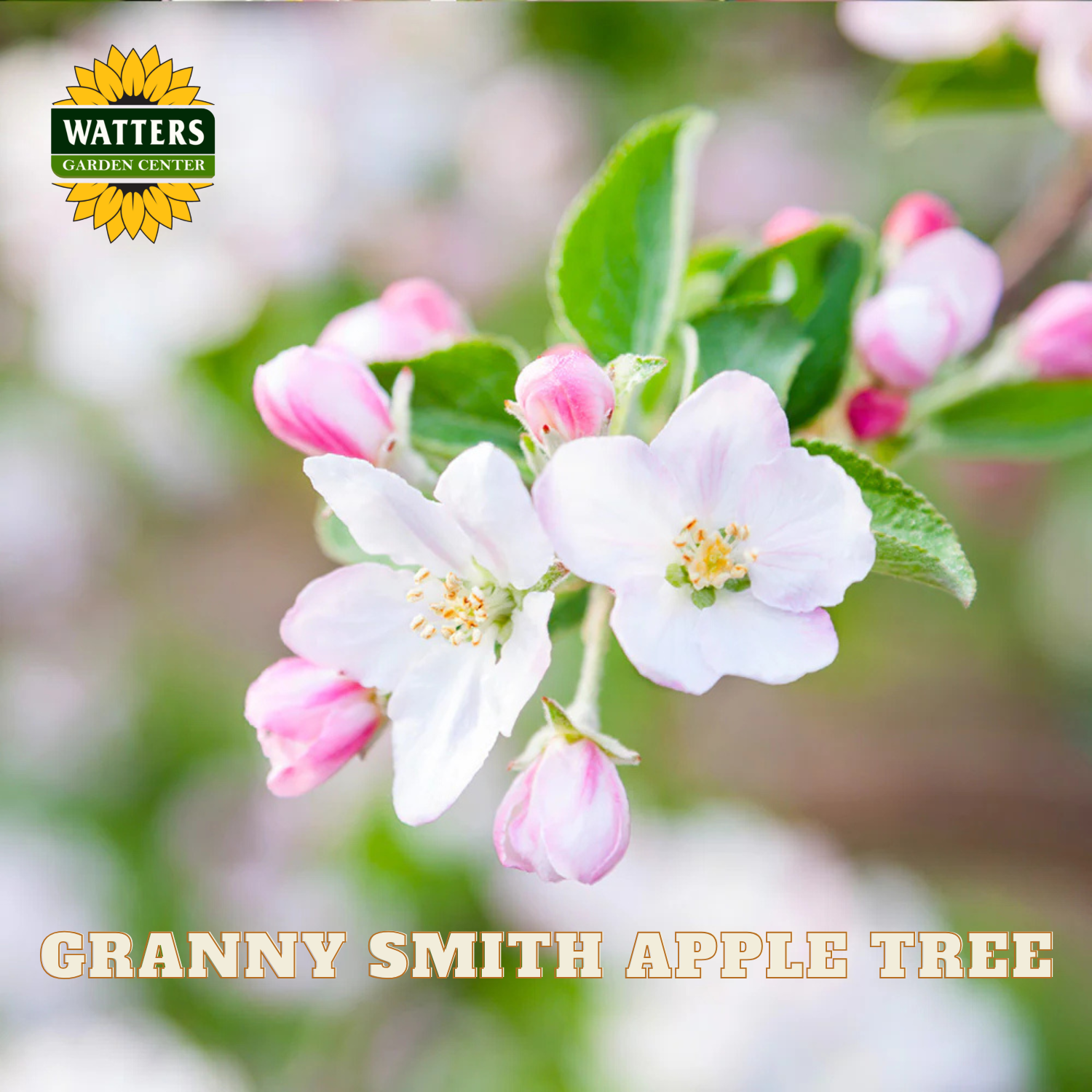 Granny Smith apple tree flowers with Watters Garden Center logo