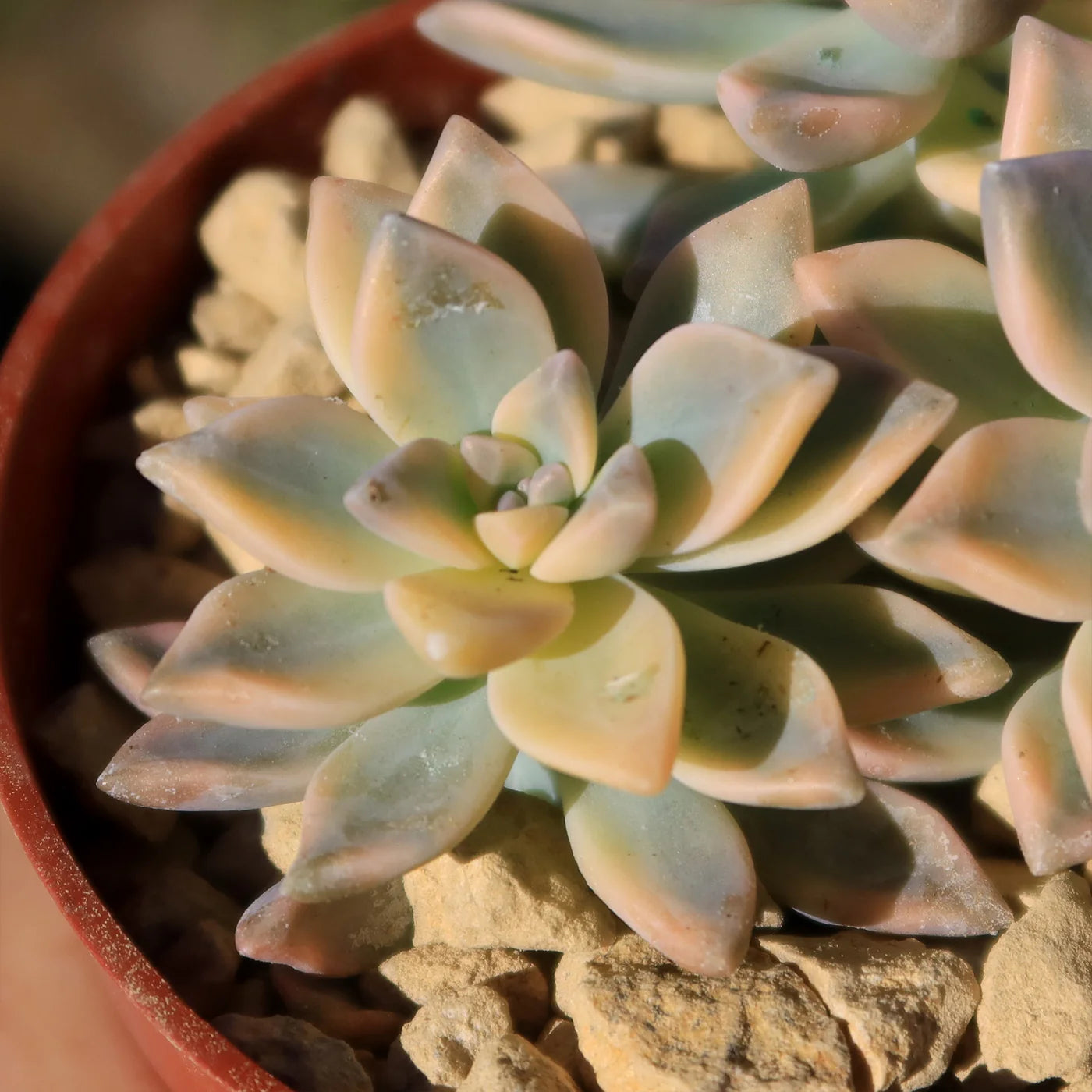 Variegated Ghost Plant