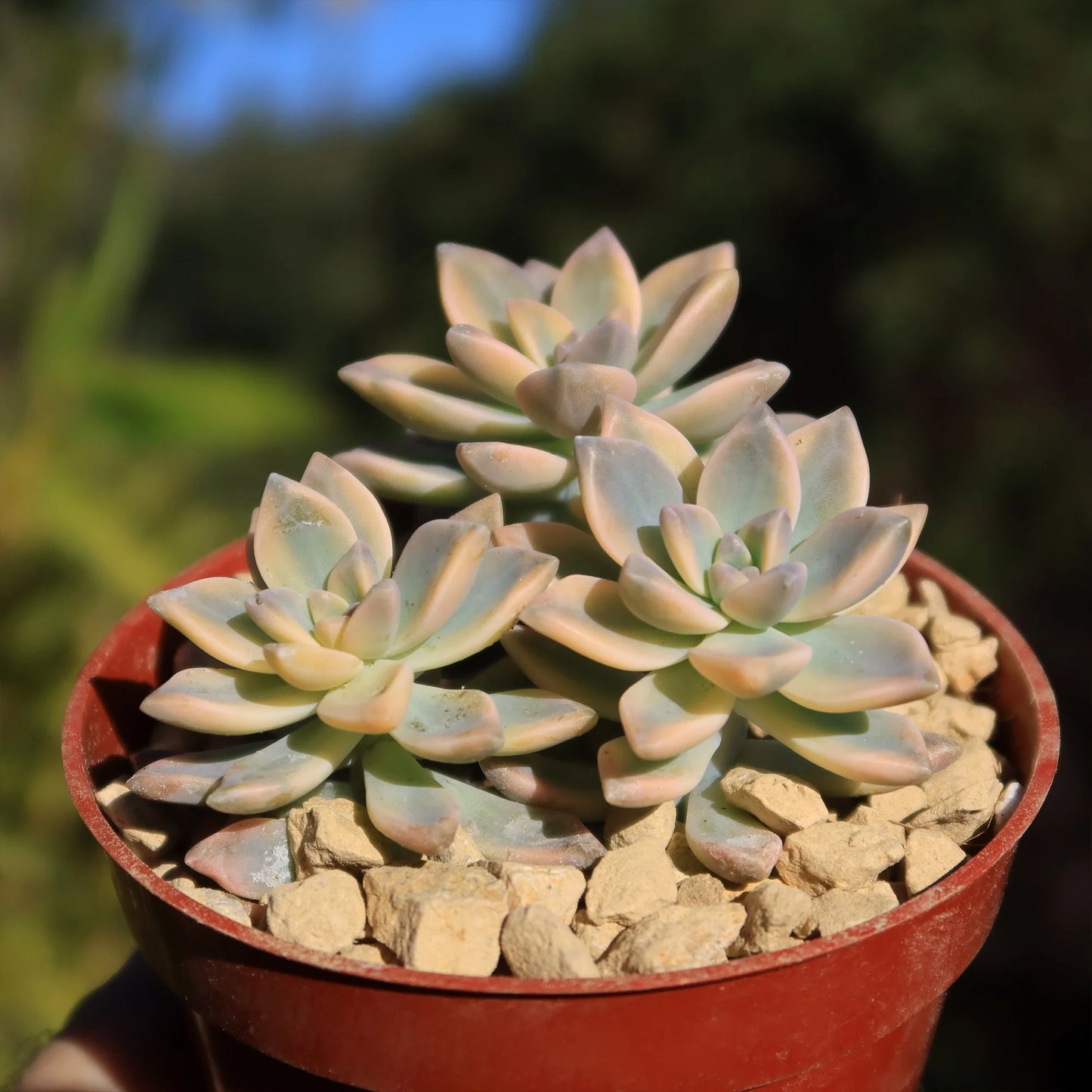 Variegated Ghost Plant