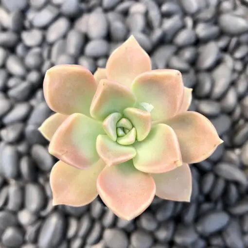 Variegated Ghost Plant