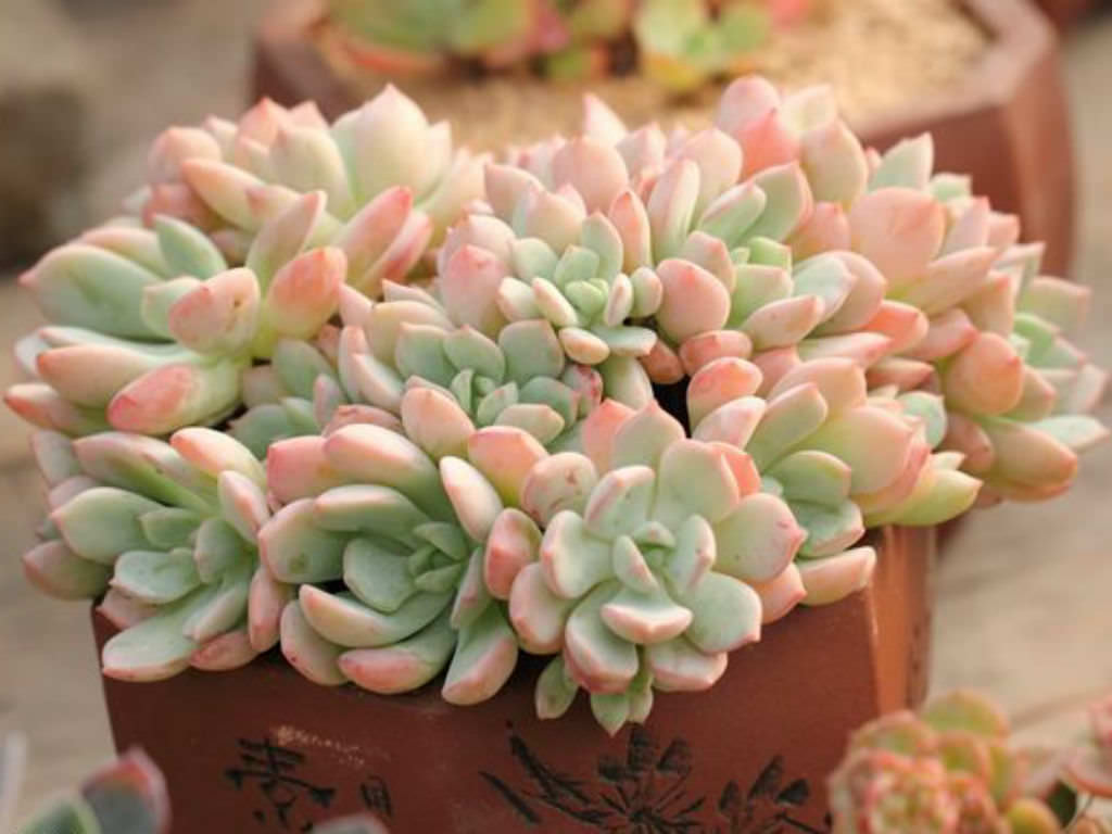 Grim One Graptoveria