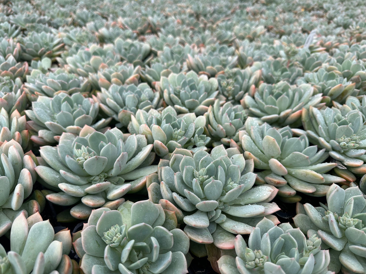 Grim One Graptoveria