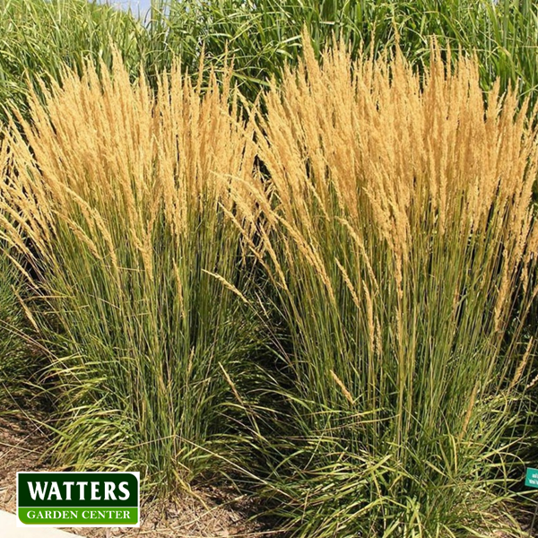KARL FOERSTER GRASS 1gal