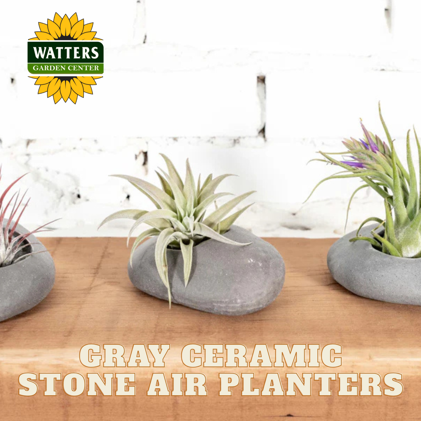 Gray ceramic stone air planters with plants on a wooden surface, featuring Watters Garden Center logo.