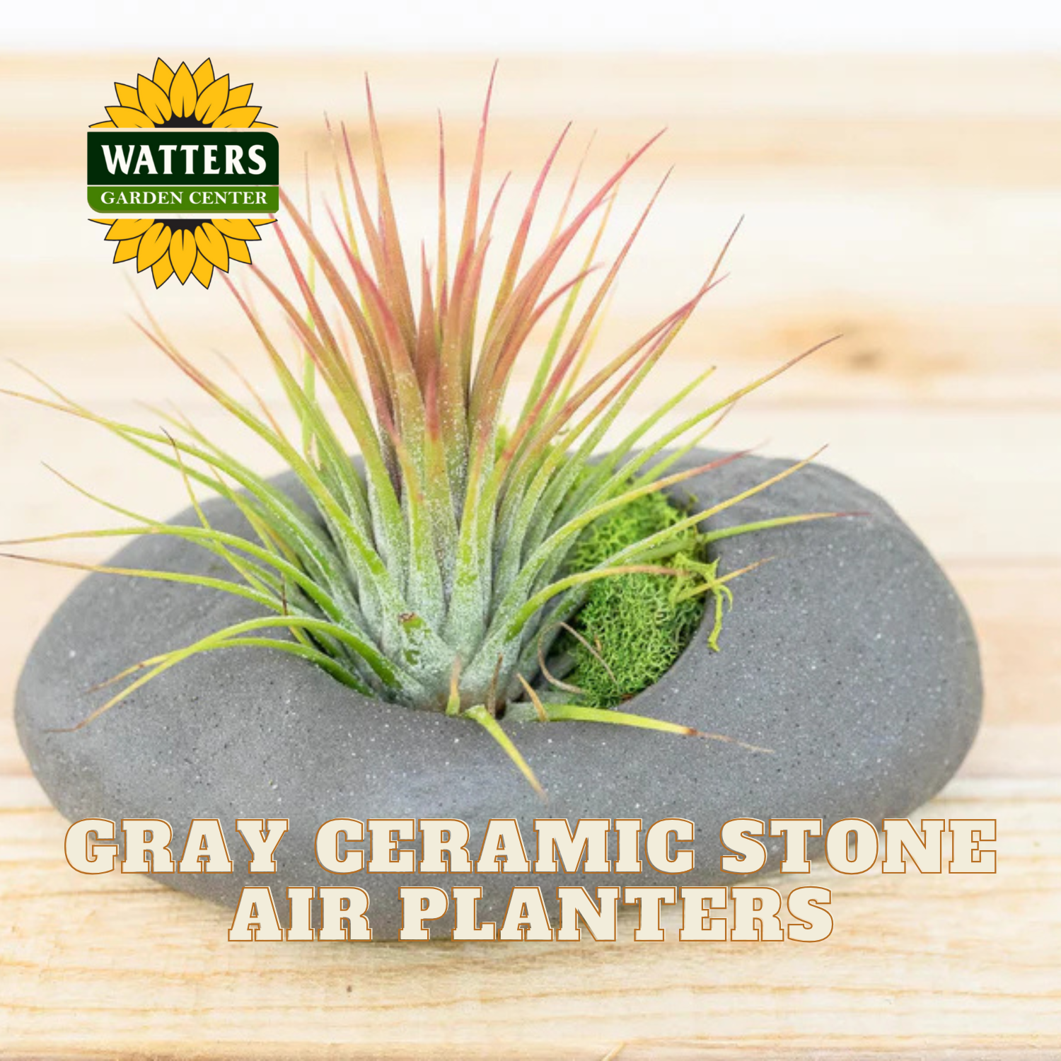 Gray ceramic stone with air plant on a wooden surface, featuring Watters Garden Center logo.