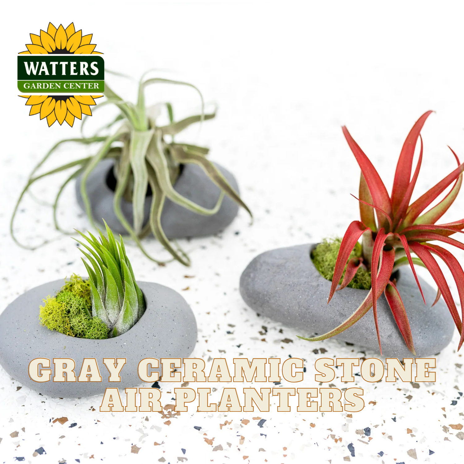 Gray ceramic stone air planters with plants on a white background, featuring Watters Garden Center logo.