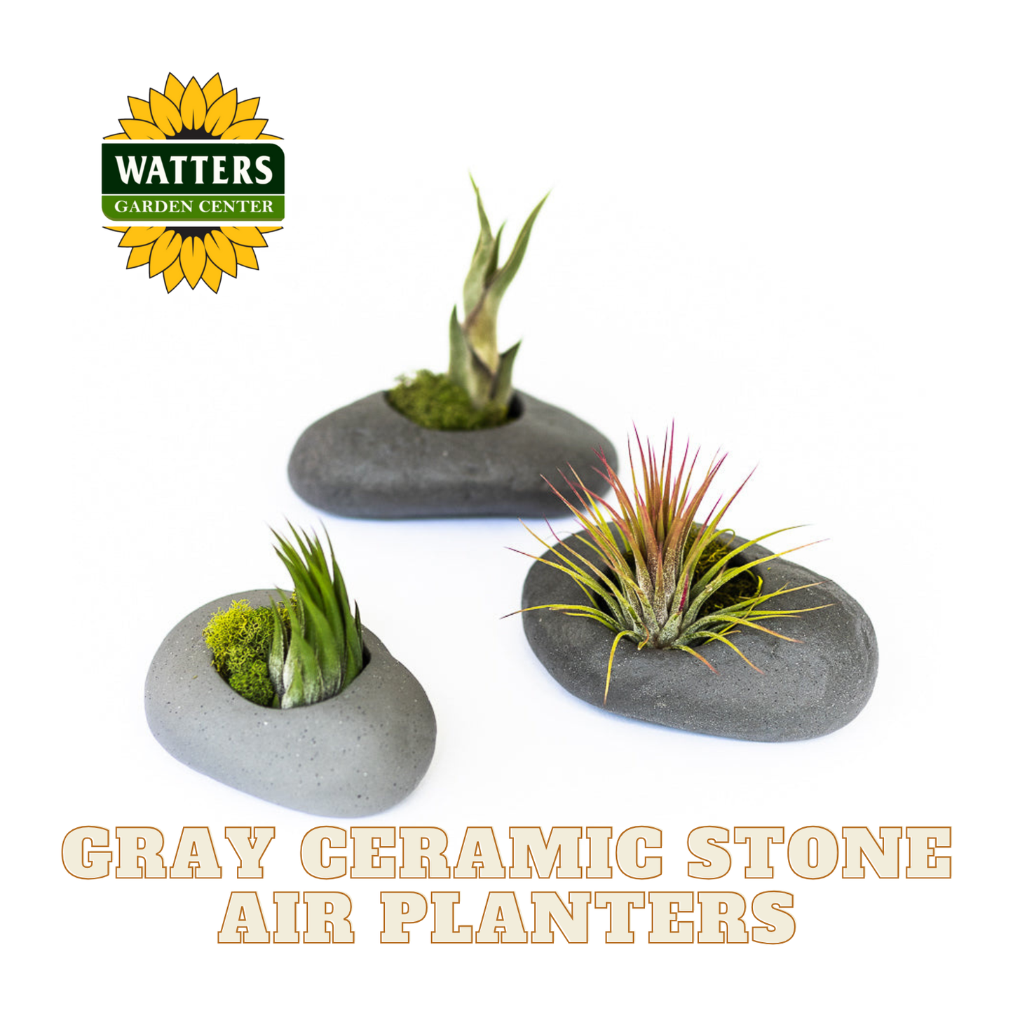 Gray ceramic stone air planters with plants on a white background, featuring Watters Garden Center logo.