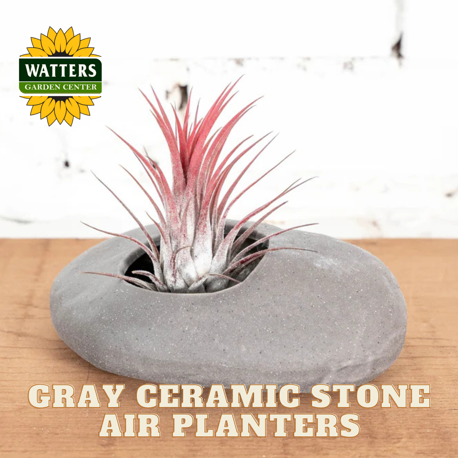 Gray ceramic stone air planter with pink air plant on a wooden surface, featuring Watters Garden Center logo.