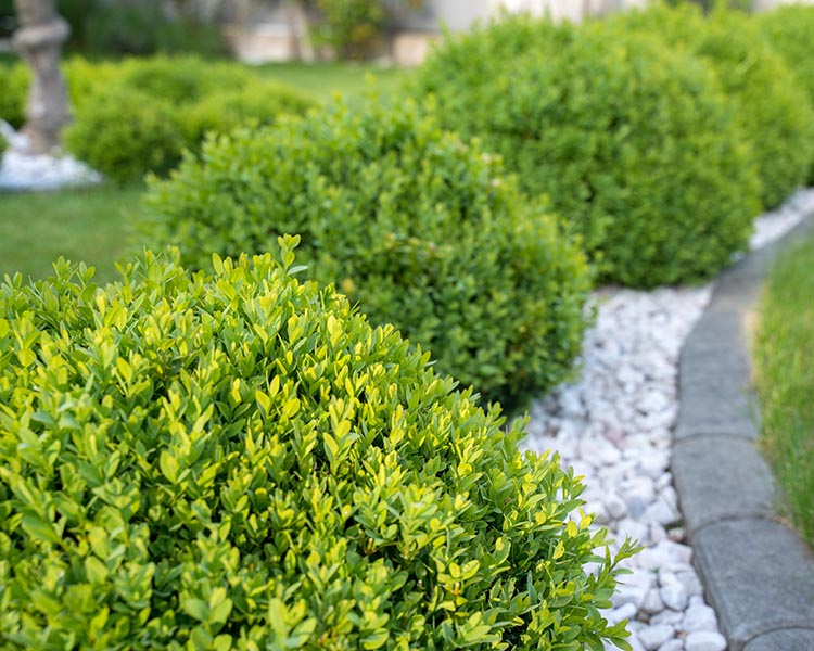 Green Velvet Boxwood (BUXUS M. GREEN VELVET) - 3 gallon 12"