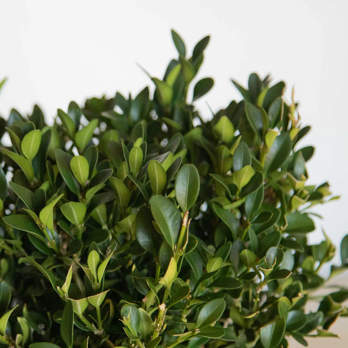 Green Velvet Boxwood (Buxus microphylla 'Green Velvet') - 2 gallon 10"