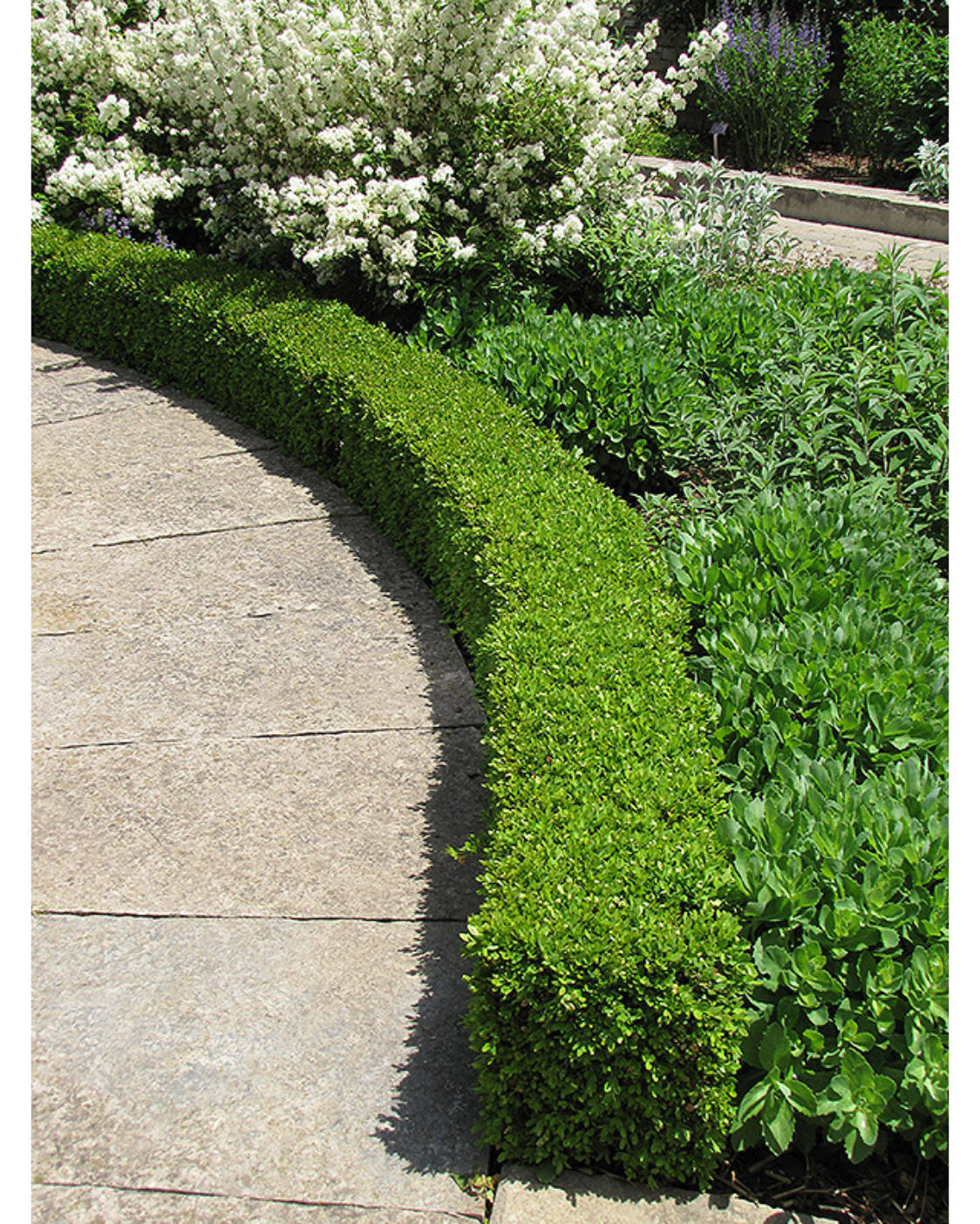 Green Velvet Boxwood (Buxus microphylla 'Green Velvet') - 2 gallon 10"