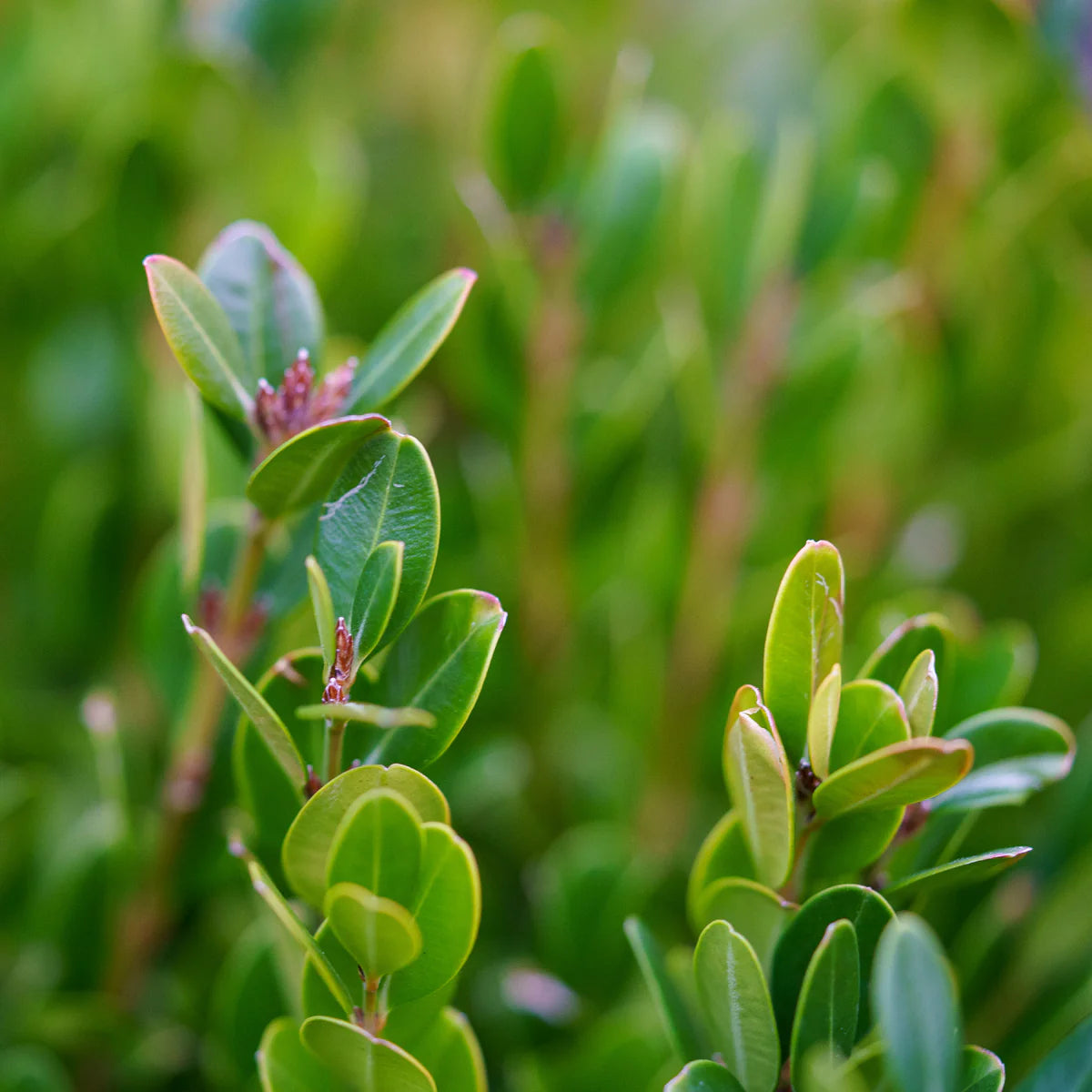 Green Gem Boxwood (Buxus microphylla 'Green Gem') - 2 gallon 10"