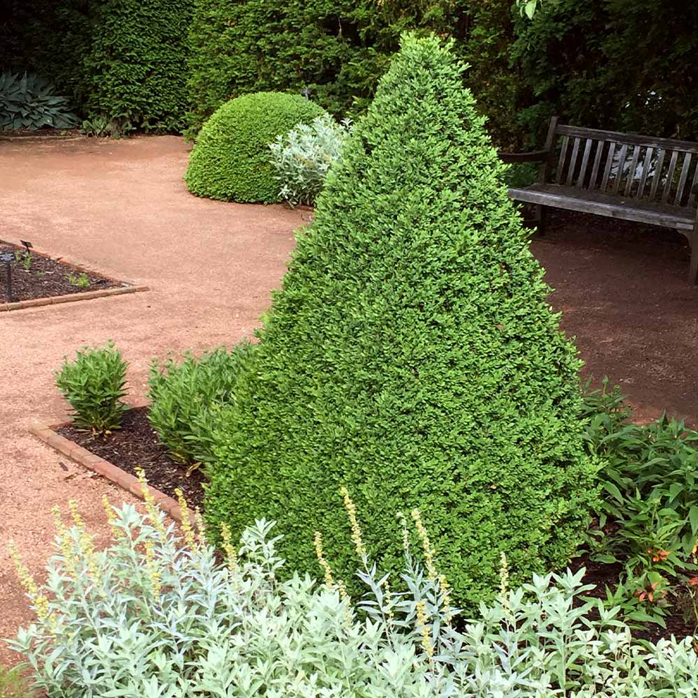 Green Velvet Boxwood (Buxus microphylla 'Green Velvet') - 2 gallon 10"