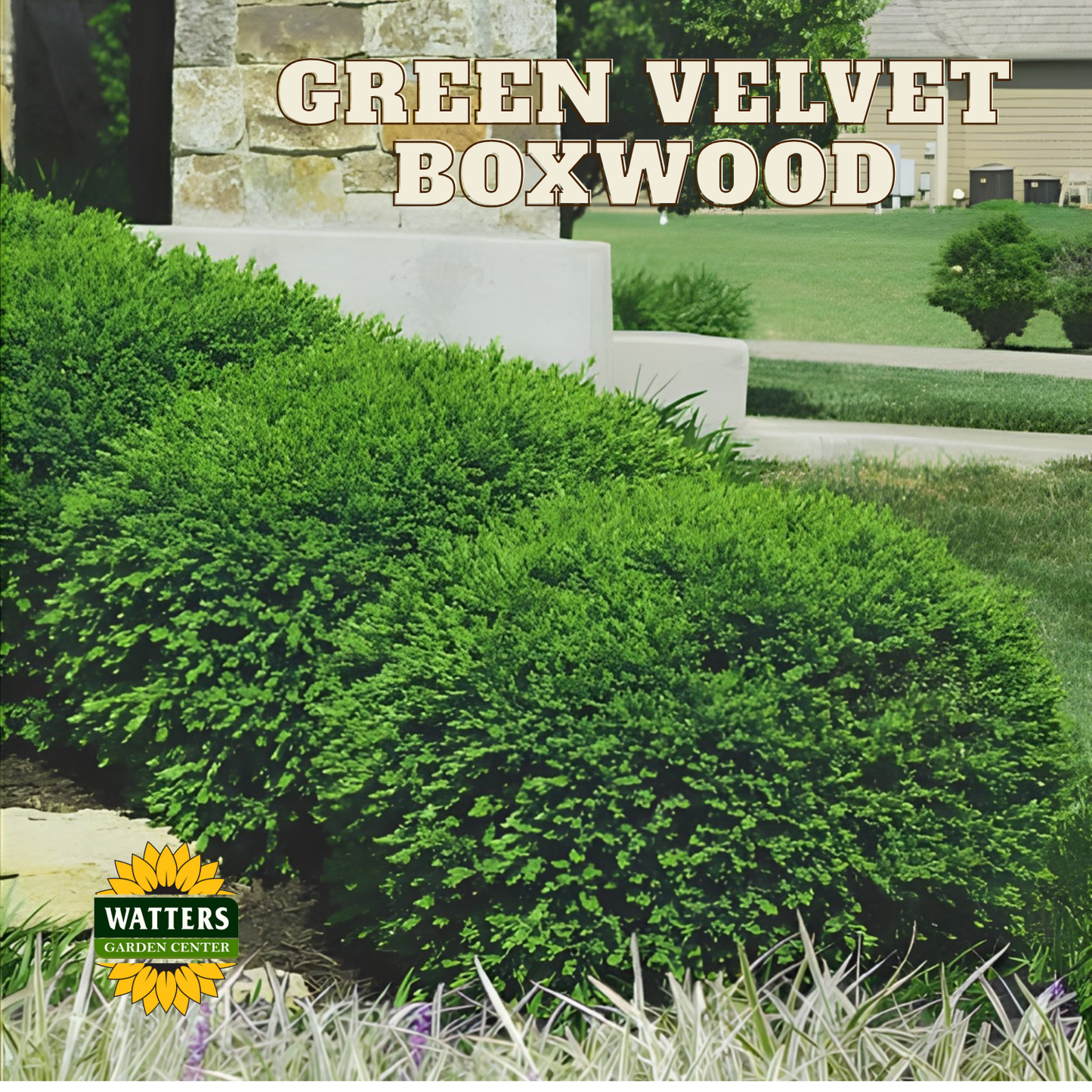 Green Velvet Boxwood (BUXUS M. GREEN VELVET) - 3 gallon 12"