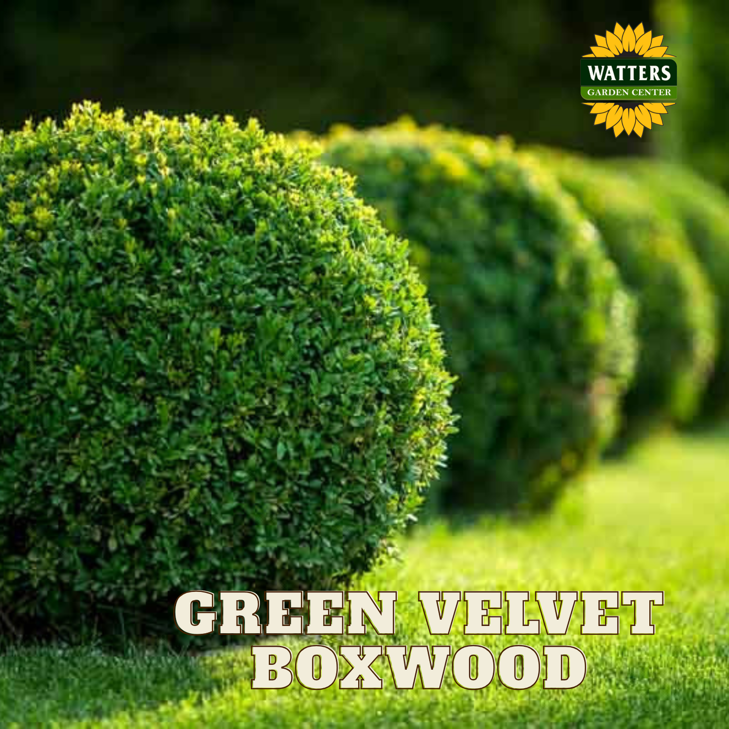 Green Velvet Boxwood (BUXUS M. GREEN VELVET) - 3 gallon 12"