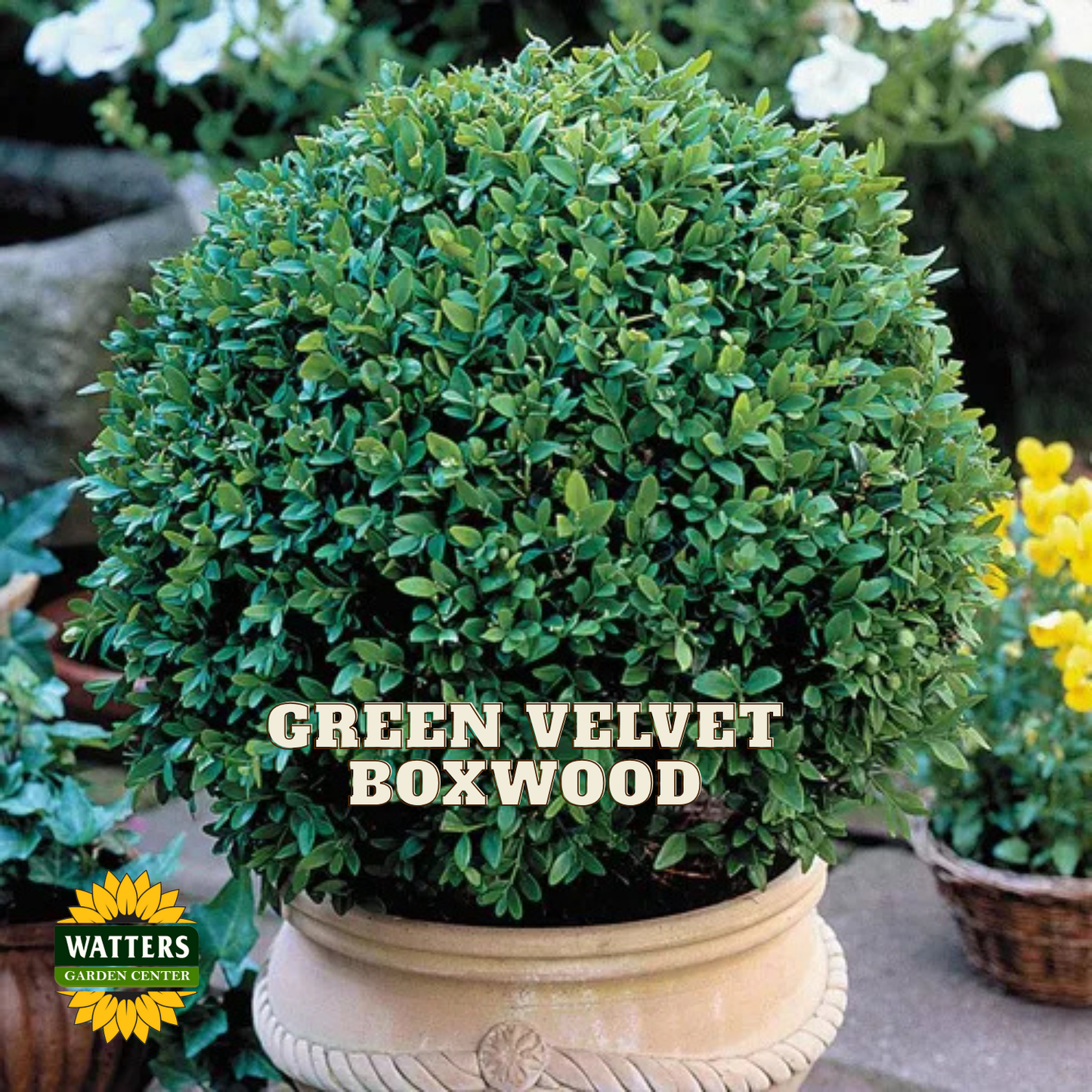 Green Velvet Boxwood (BUXUS M. GREEN VELVET) - 3 gallon 12"