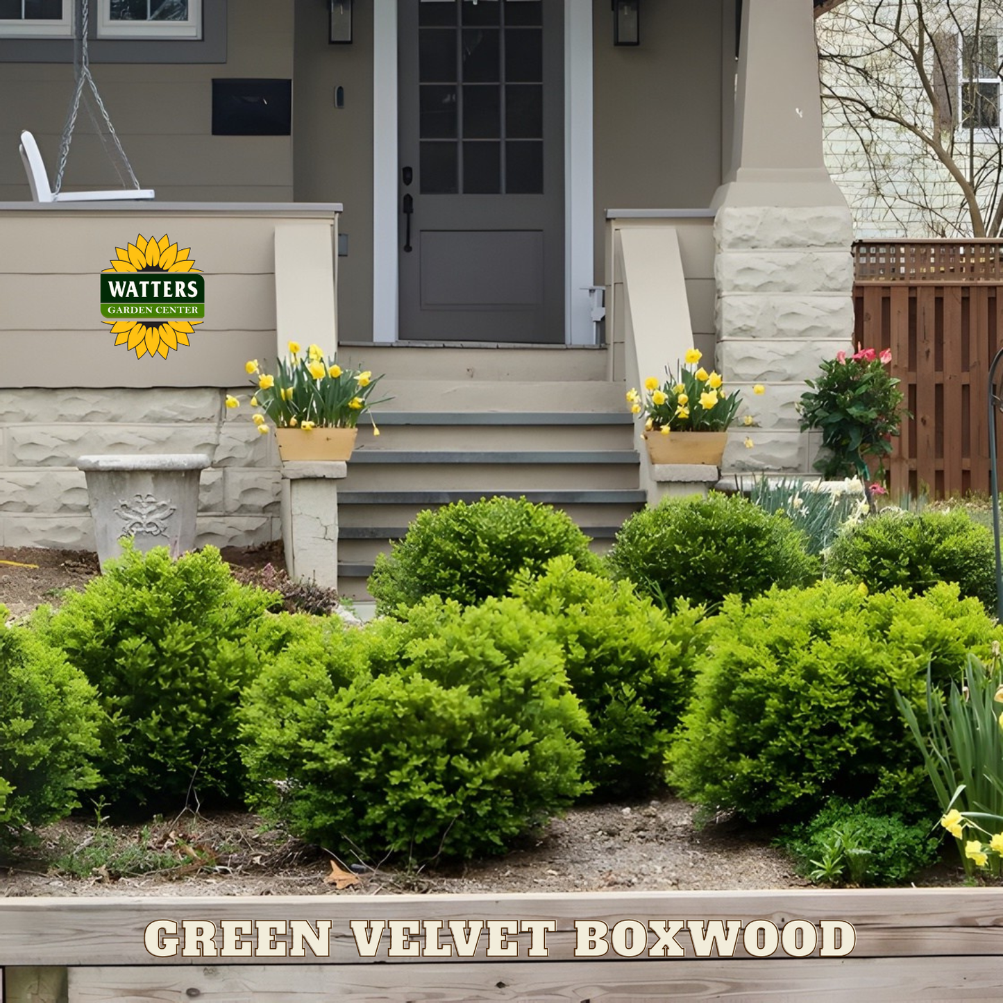 Green Velvet Boxwood (BUXUS M. GREEN VELVET) - 3 gallon 12"