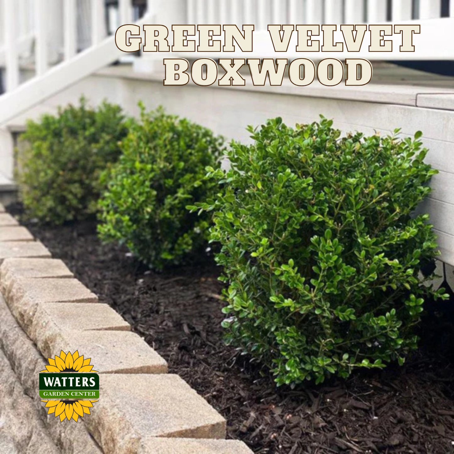 Green Velvet Boxwood (BUXUS M. GREEN VELVET) - 3 gallon 12"