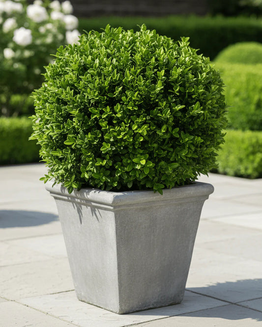 Green Velvet Boxwood (Buxus microphylla 'Green Velvet') - 2 gallon 10"