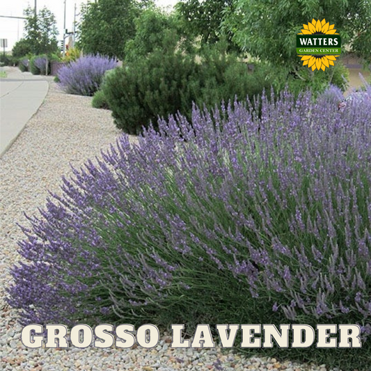 GROSSO LAVENDER 1gal